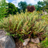 Cheilanthes lanosa - Willemse
