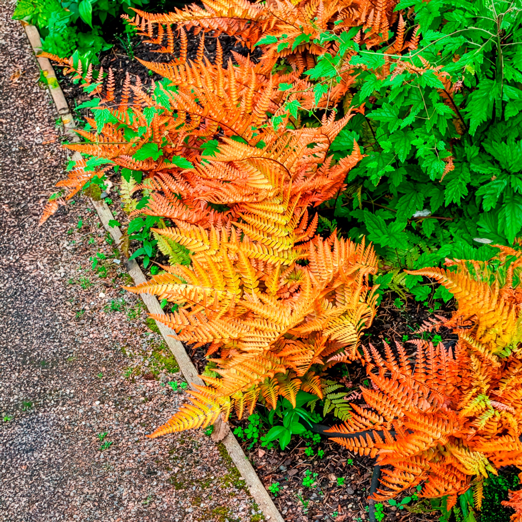 Dryopteris erythrosora - Fougère rose cuivré - Fougères