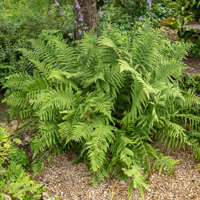 Dryopteris filix-mas - Fougère mâle - Fougères