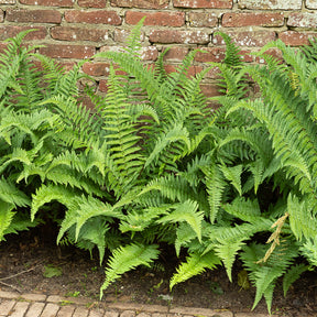 Fougères - Fougère mâle - Dryopteris filix-mas