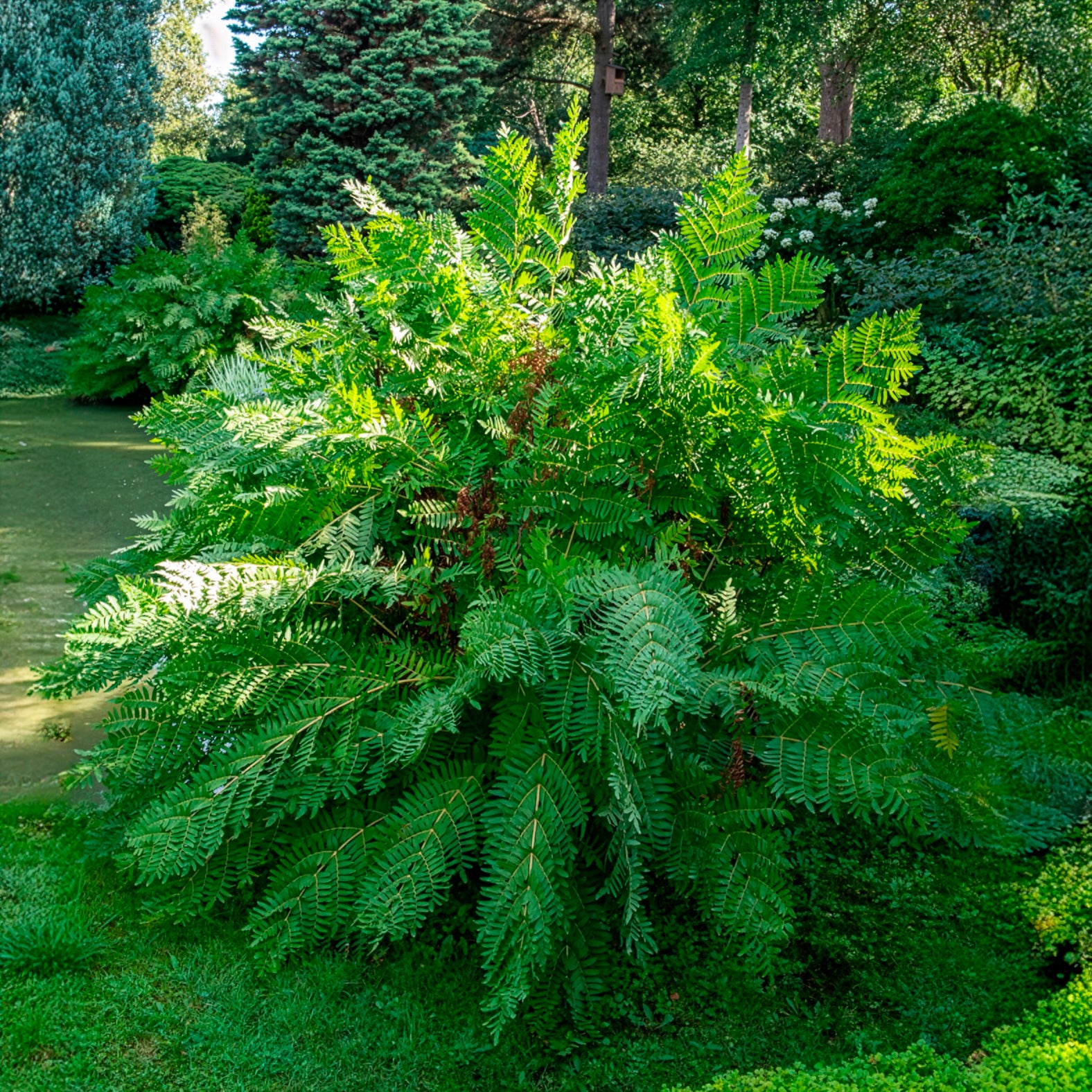 Osmunda regalis - Osmonde royale - Fougères