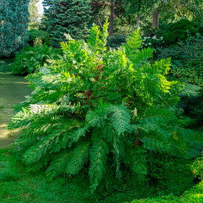 Osmunda regalis - Osmonde royale - Fougères