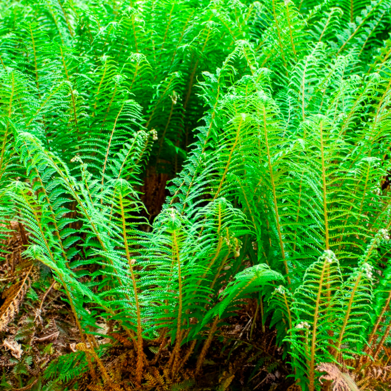Aspidie à cils raides Dahlem - Fougère - Willemse