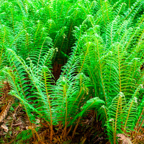 Aspidie à cils raides Dahlem - Fougère - Willemse