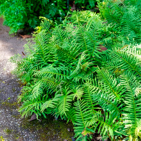 Polypodium vulgare - Polypode commun - Fougère - Fougères