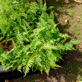 Polypode commun - Fougère - Willemse