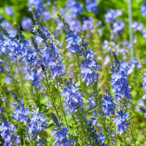 Véronique d'Autriche Royal Blue - Willemse