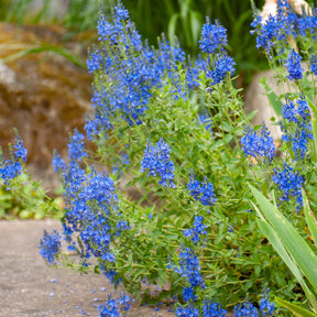 Véronique - Véronique d'Autriche Royal Blue - Veronica austriaca Royal Blue