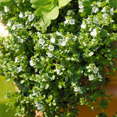 Véronique rampante - Willemse