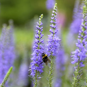 Véronique en épis - Veronica spicata - Willemse