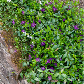 Petite pervenche Atropurpurea - Willemse
