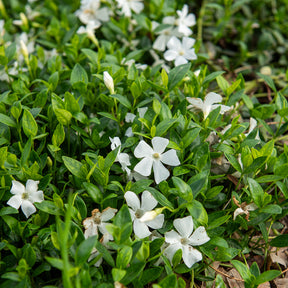 Petite pervenche Gertrude Jekyll - Willemse