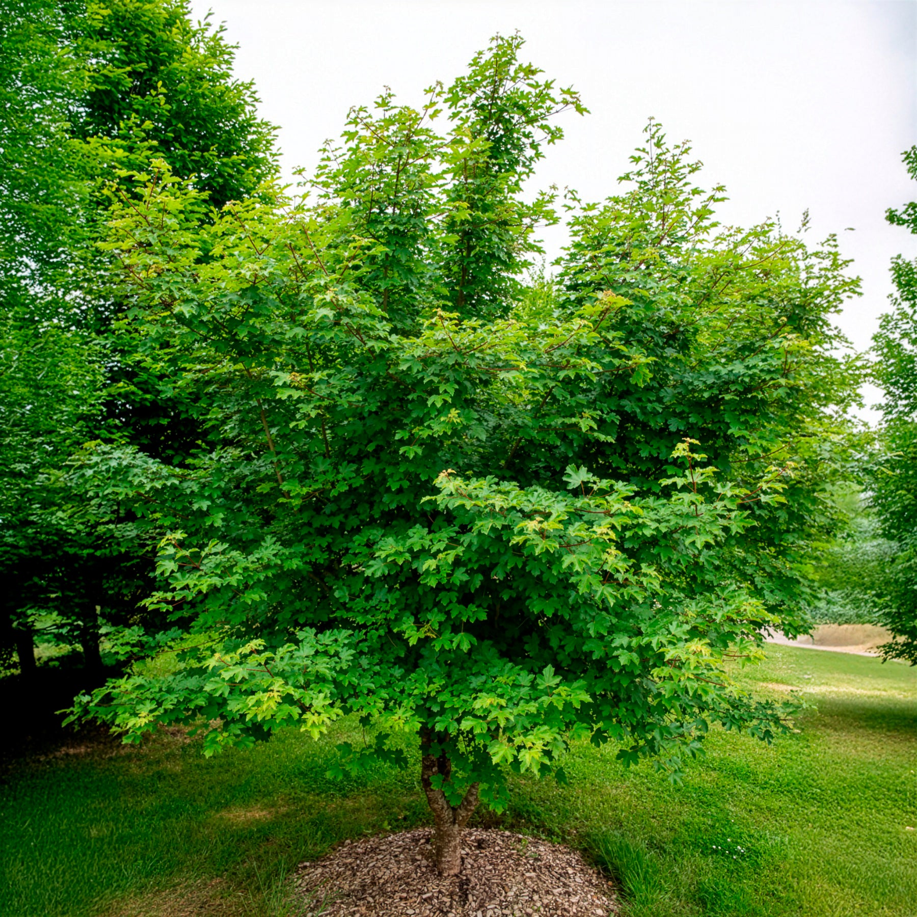 Erable champêtre - Willemse
