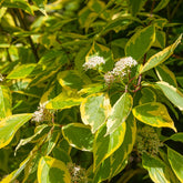 Cornouiller blanc à feuillage panaché - Cornus alba 'spaethii' - Plantes