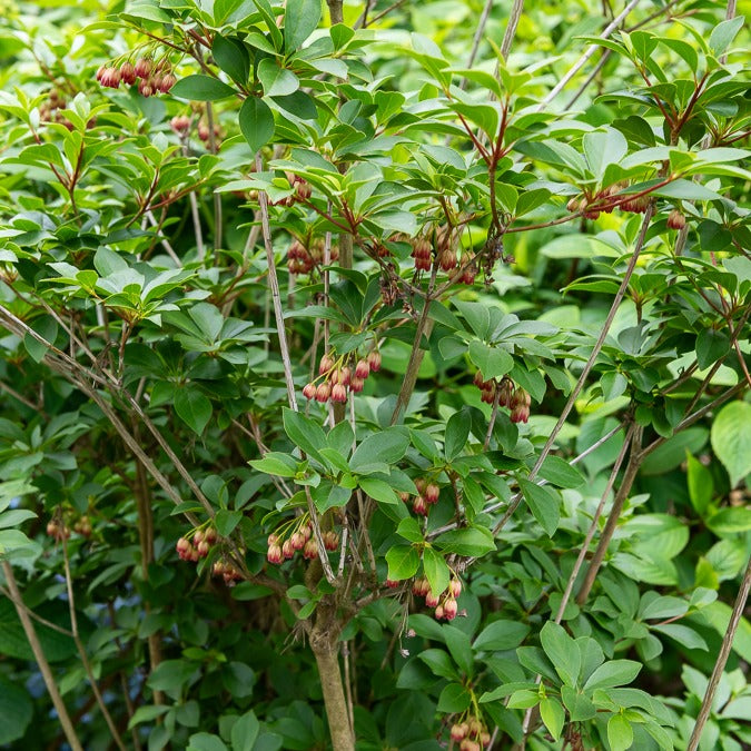 Andromède - Pieris - Andromède campanulée - Enkianthus campanulatus red bells