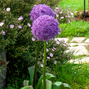 Ail géant de l'Himalaya - Allium giganteum - Willemse