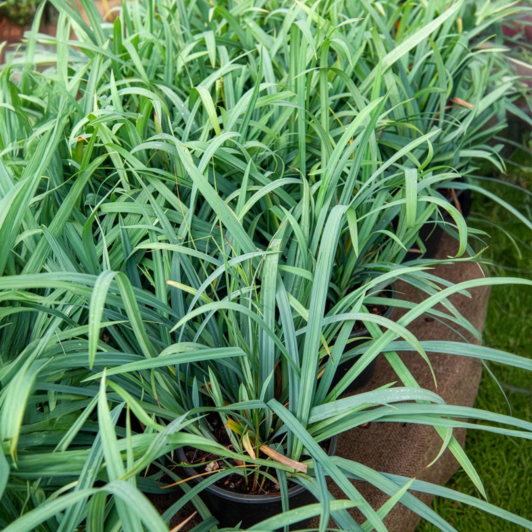 Laîche Bunny blue - Carex - Willemse