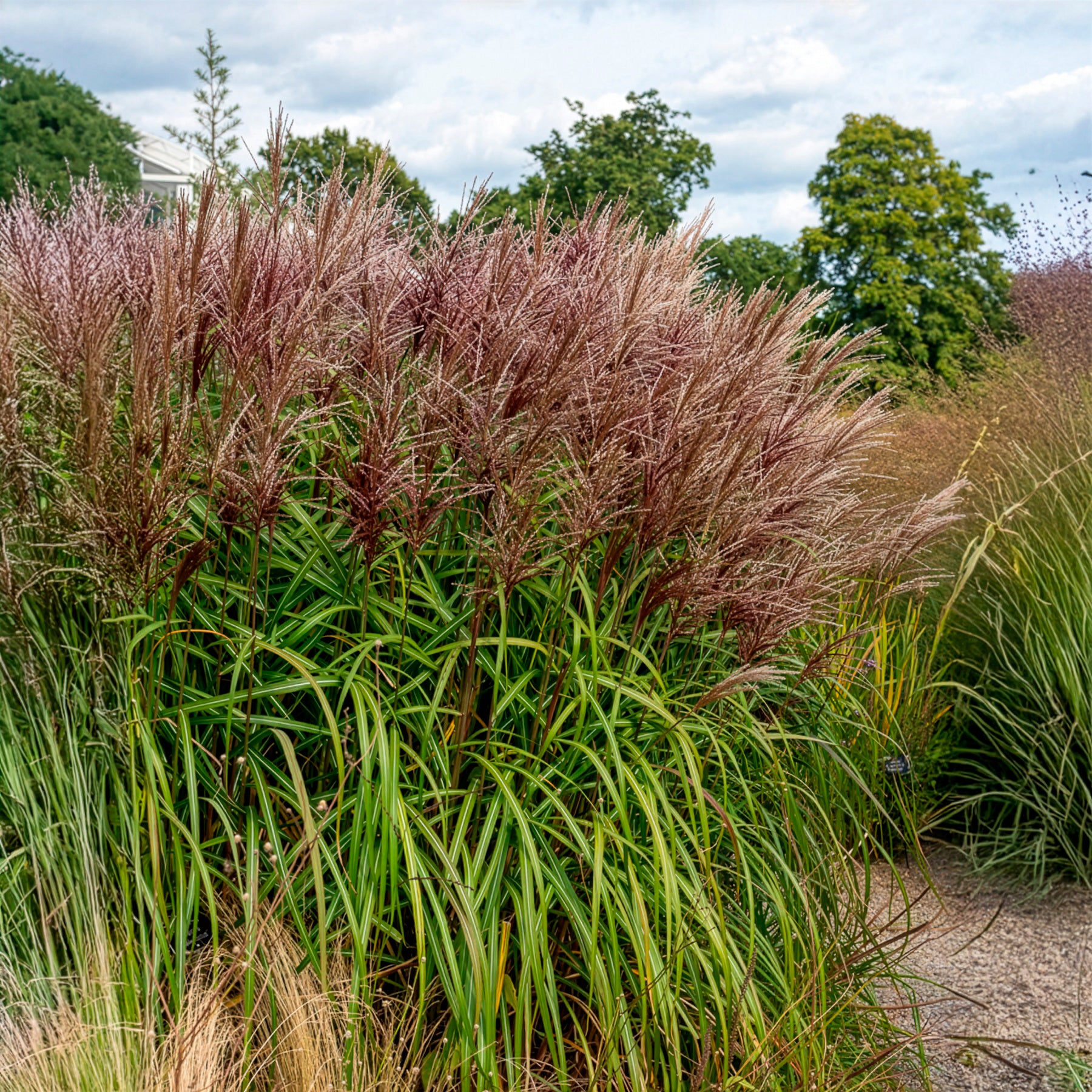 Vente Eulalie Malepartus - Miscanthus sinensis malepartus