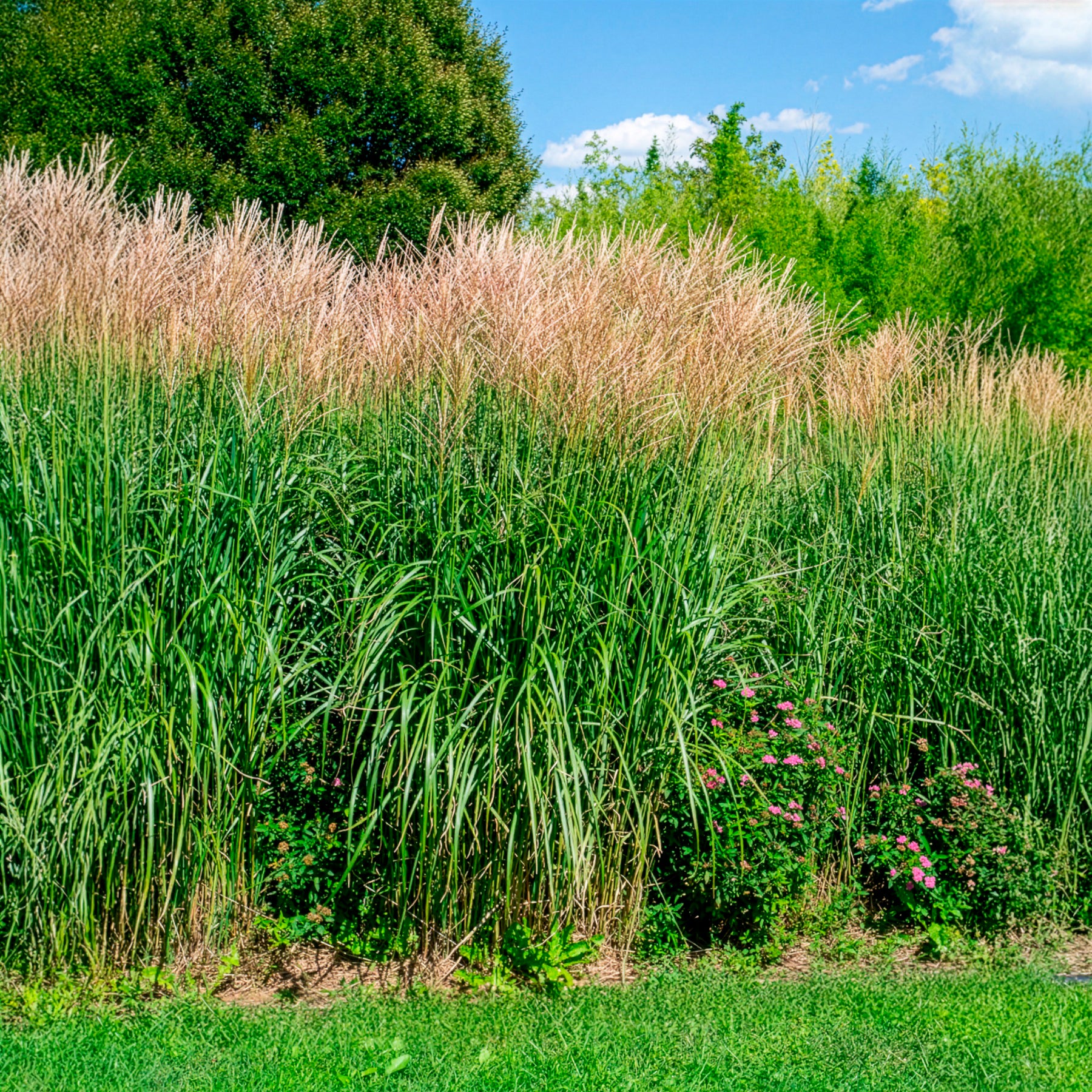 Vente Eulalie Silberfeder - Miscanthus sinensis silberfeder