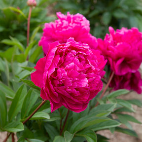 Pivoine de Chine Felix Crousse - Paeonia felix crousse - Willemse