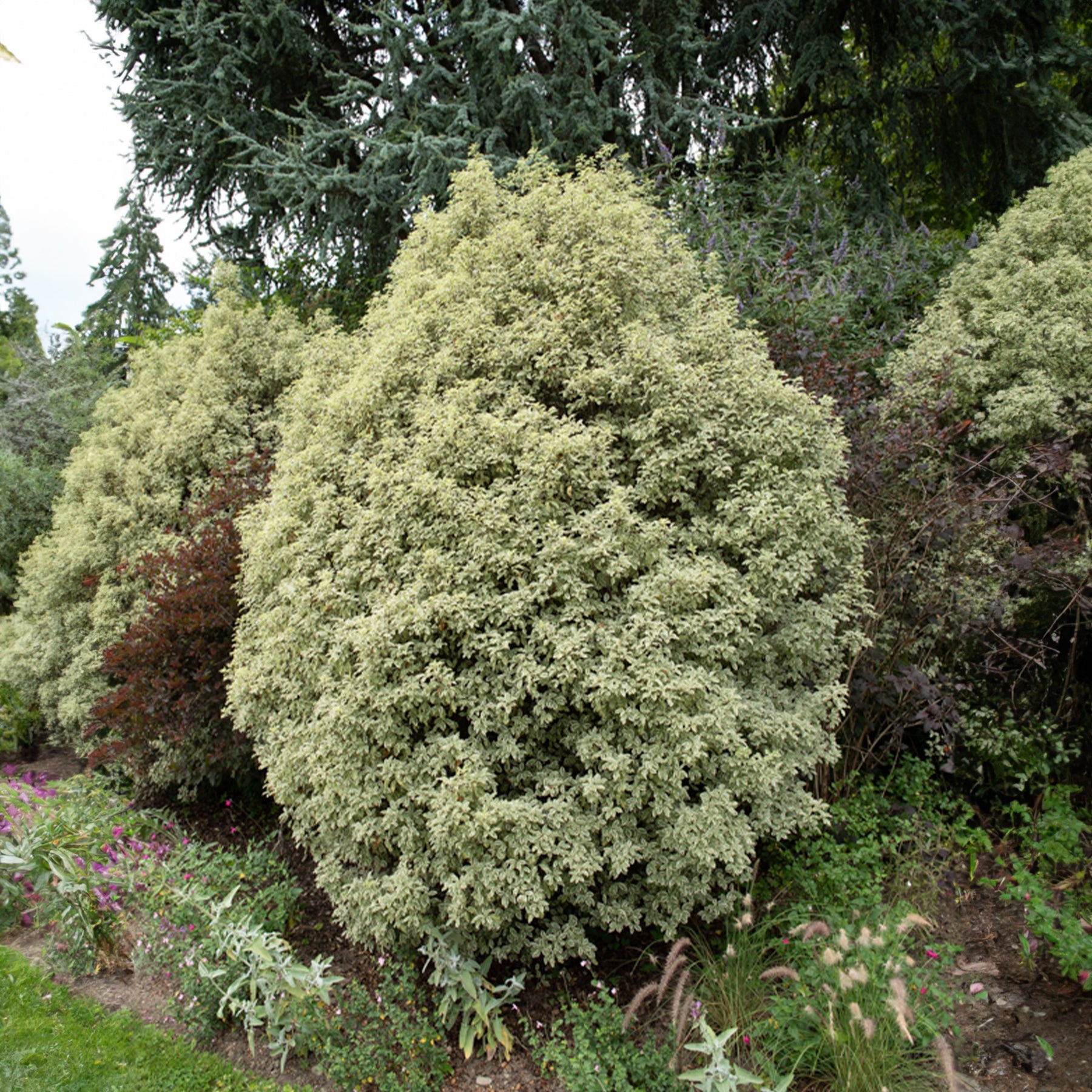 Vente Pittosporum tenuifolium variegatum - Pittosporum tenuifolium Variegatum