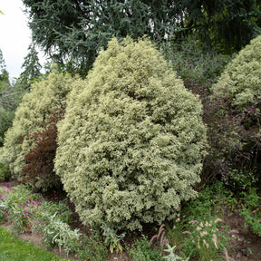 Vente Pittosporum tenuifolium variegatum - Pittosporum tenuifolium Variegatum