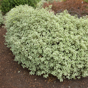 Pittosporum tenuifolium variegatum - Pittosporums - Willemse
