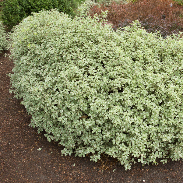 Pittosporum tenuifolium variegatum - Pittosporums - Willemse