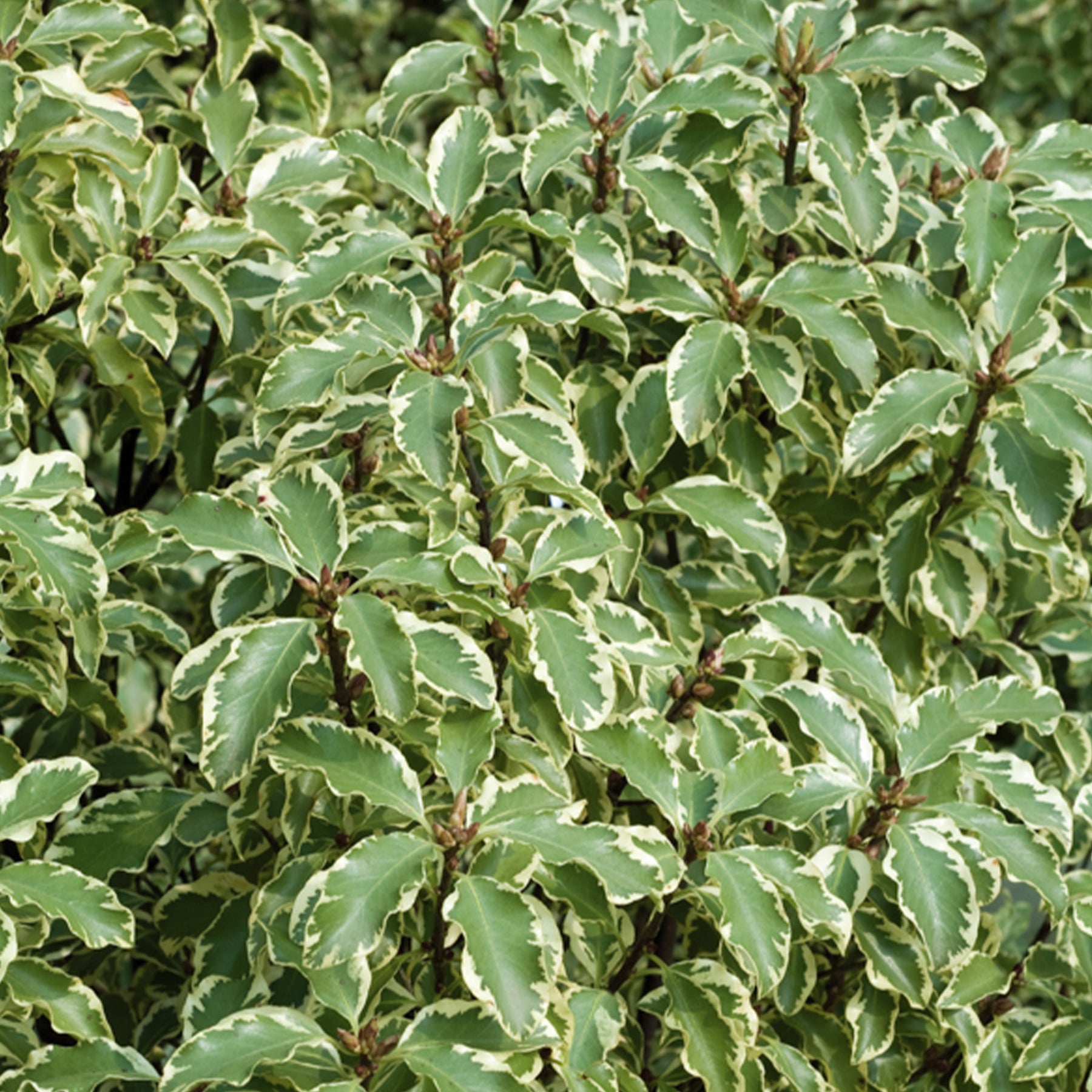Vente Pittosporum tenuifolium variegatum