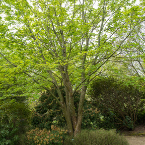 Erable du père David - Acer davidii - Willemse