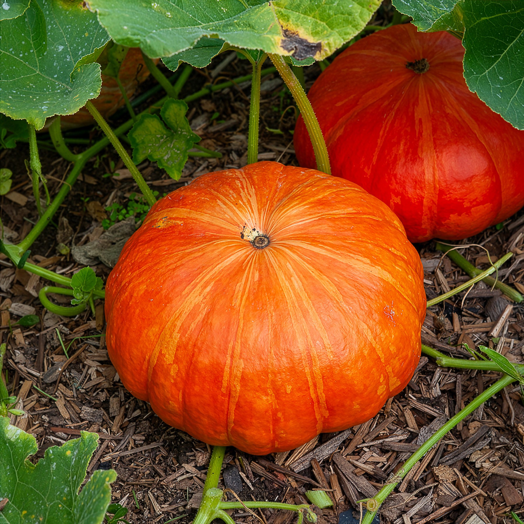 3 Plants de Potiron Rouge Vif d'Etampes - Willemse