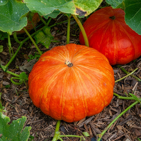 3 Plants de Potiron Rouge Vif d'Etampes - Willemse