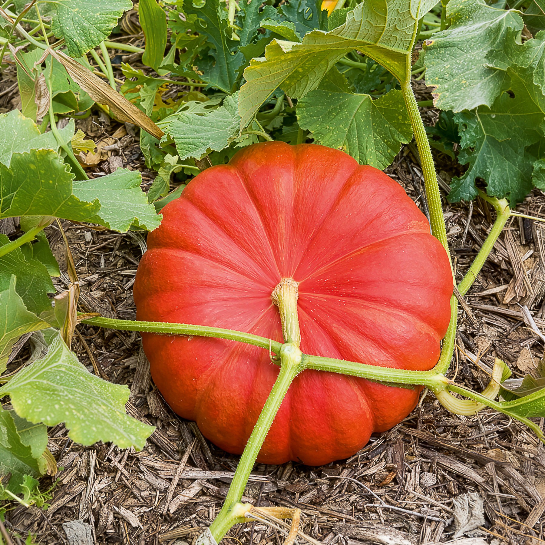 Cucurbita maxima - 3 Plants de Potiron Rouge Vif d'Etampes - Plants de courges