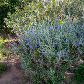 Germandrée arbustive Azureum - Willemse