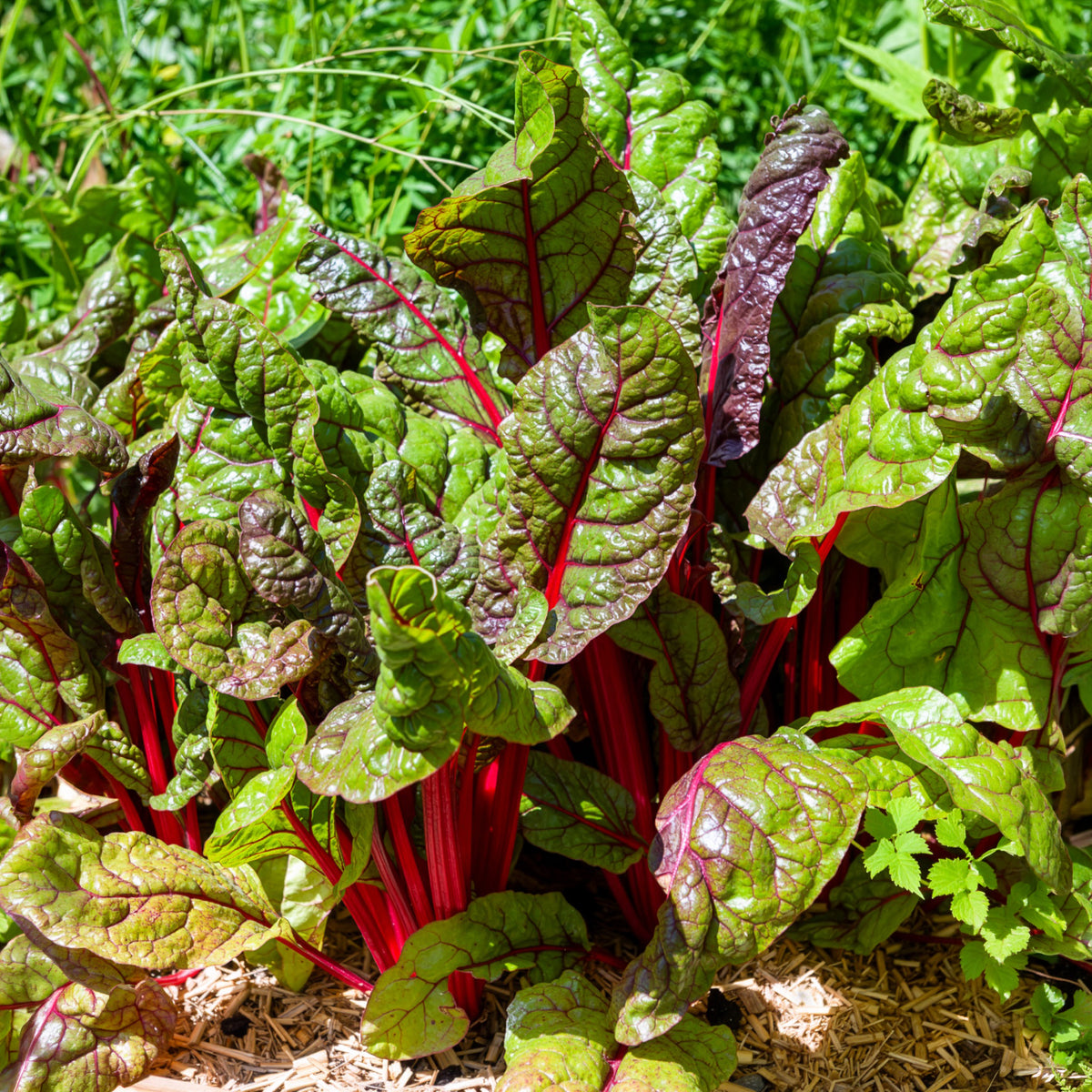 Poirée Rhubarb Chard à carde rouge