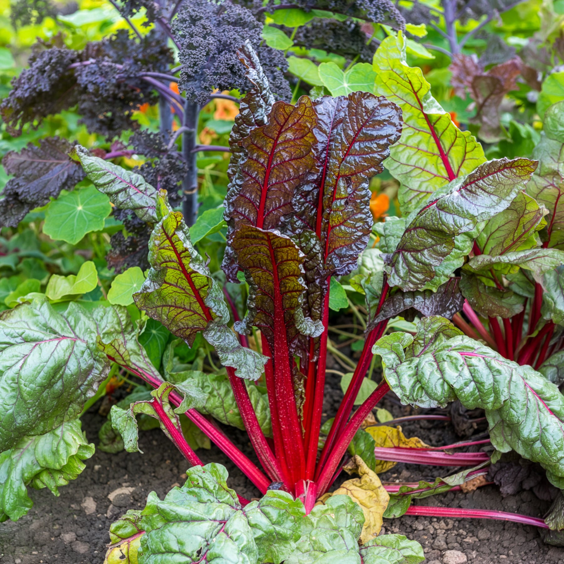 Poirée Rhubarb Chard à carde rouge