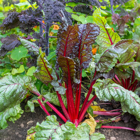 Poirée Rhubarb Chard à carde rouge