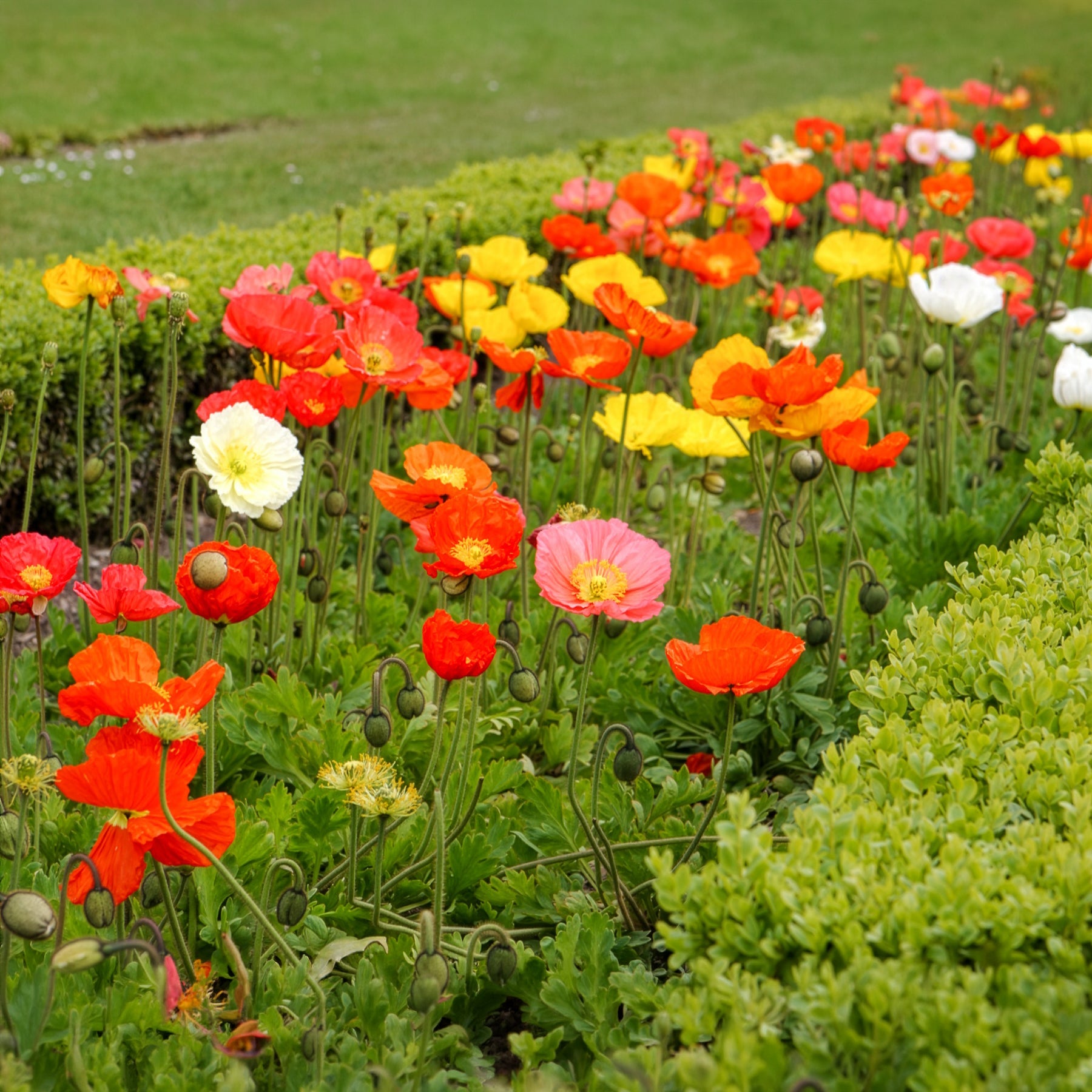Coquelicots et Pavots - Pavot d'Islande Artist's Glory en mélange - Papaver nudicaule