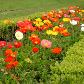 Coquelicots et Pavots - Pavot d'Islande Artist's Glory en mélange - Papaver nudicaule