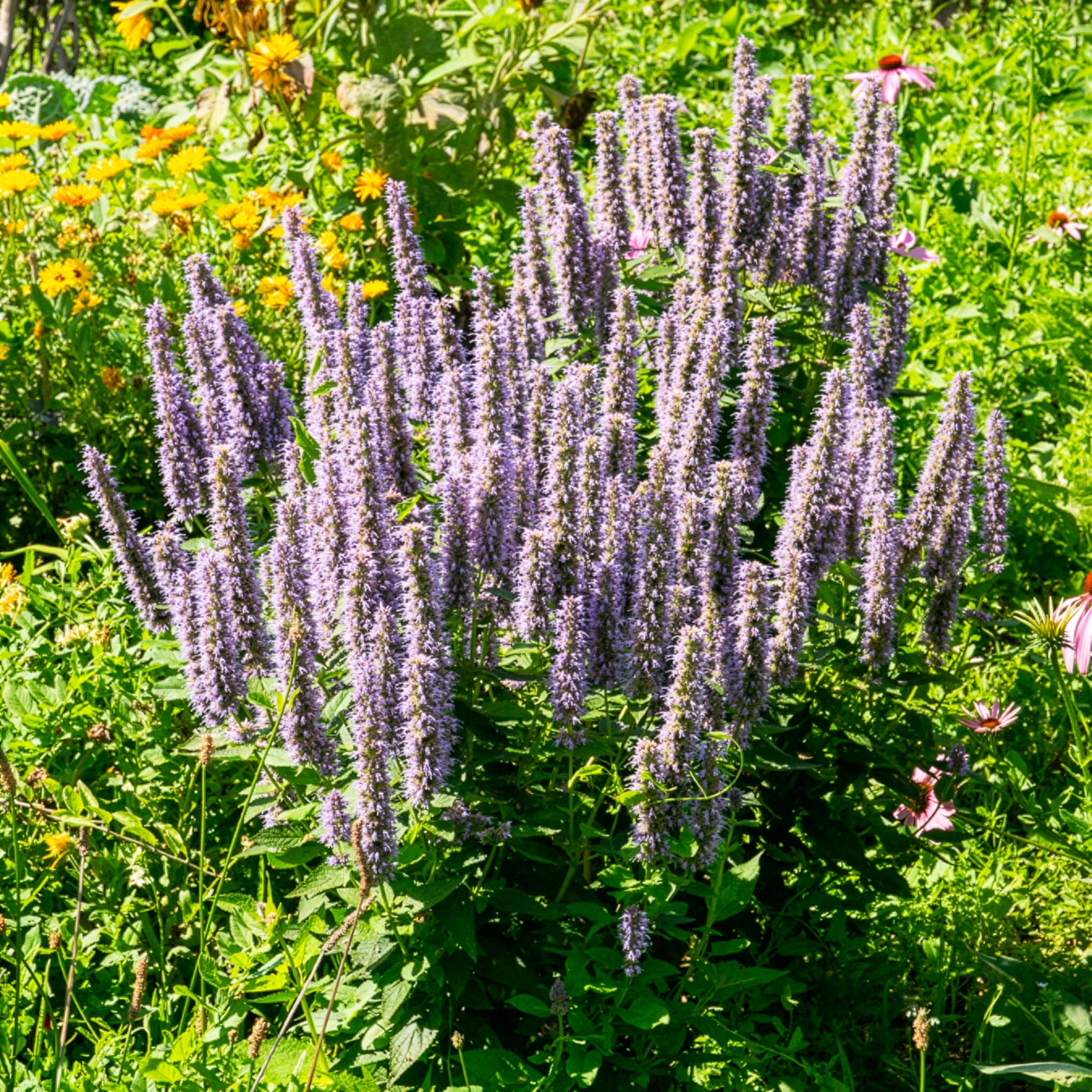 Agastache - Agastache fenouil - Agastache foeniculum