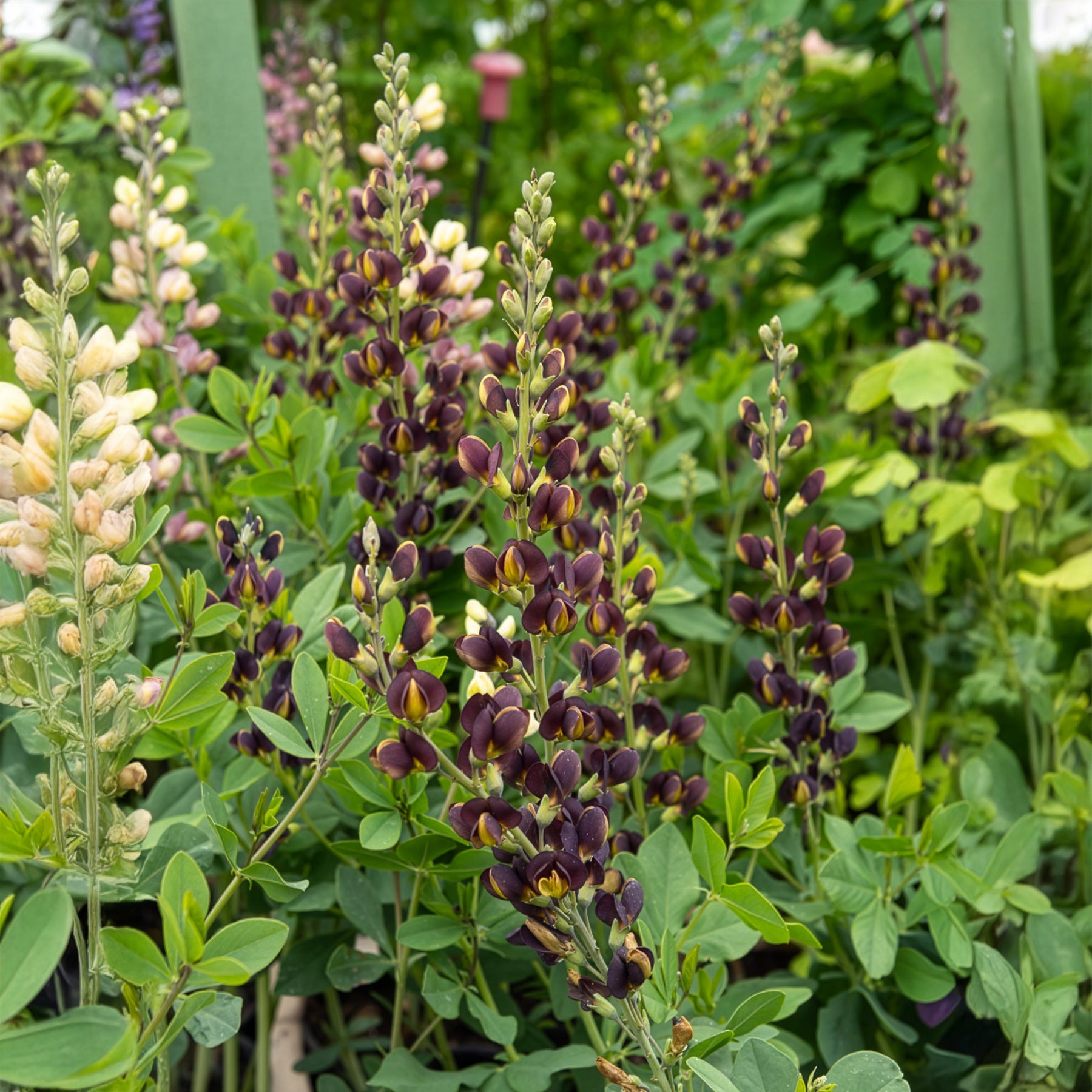 Lupin indigo Dark Chocolate - Willemse