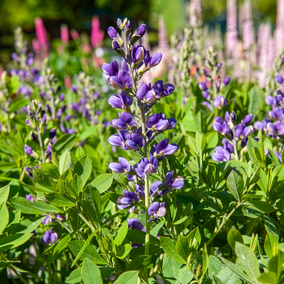 Lupin indigo Blueberry Sundae - Willemse