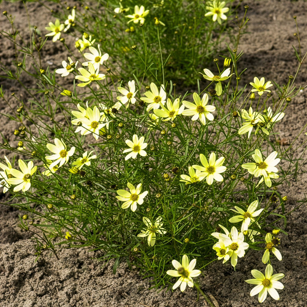 Coreopsis verticillé Moonbeam - Willemse