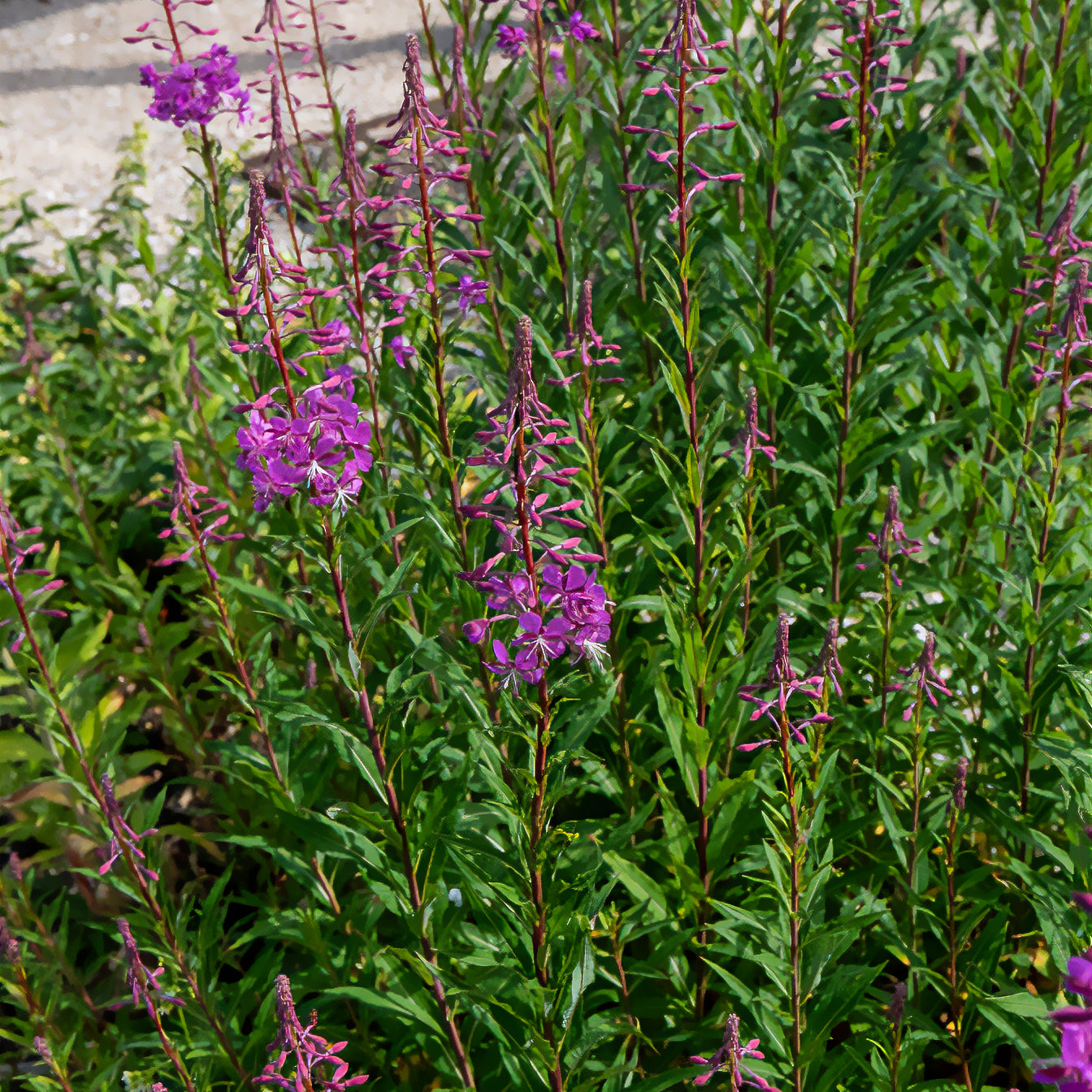 Fleurs vivaces - Épilobe - Epilobium angustifolium