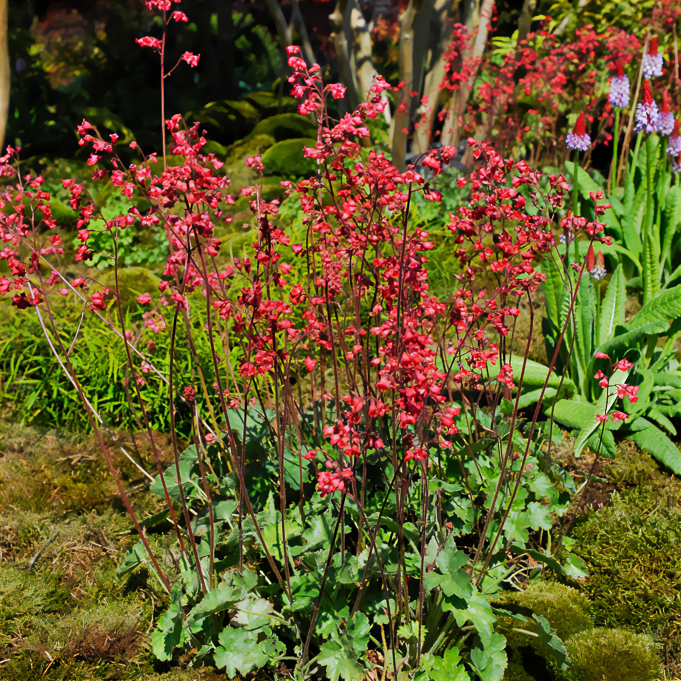 Heuchera pluie de feu - Heuchère Pluie de Feu - Heuchères
