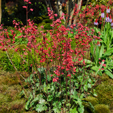 Heuchère Pluie de Feu - Willemse