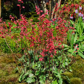 Heuchera pluie de feu - Heuchère Pluie de Feu - Heuchères