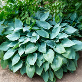 Hosta Halcyon - Willemse