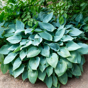 Hosta Halcyon - Willemse