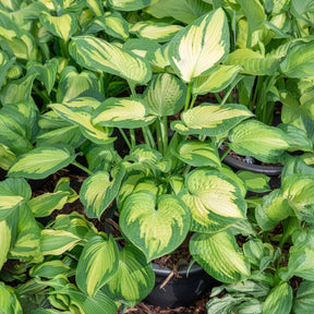 Hosta Paul's Glory Funkia
